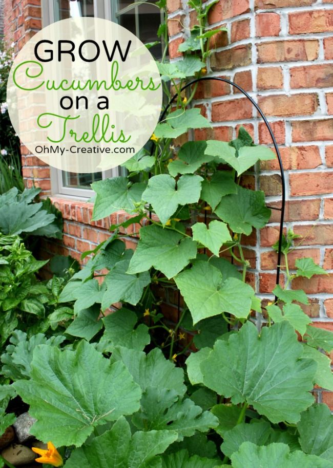 Small Space Gardening - Grow Cucumbers On A Trellis  -