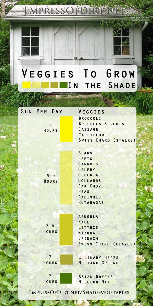 Veggies to grow in the shade at empressofdirt.net... Lots of options including b...