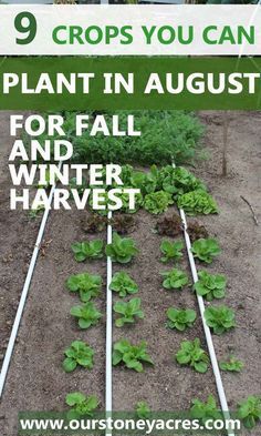 9 crops you can plant in August for fall and winter harvest. This post lets you ...
