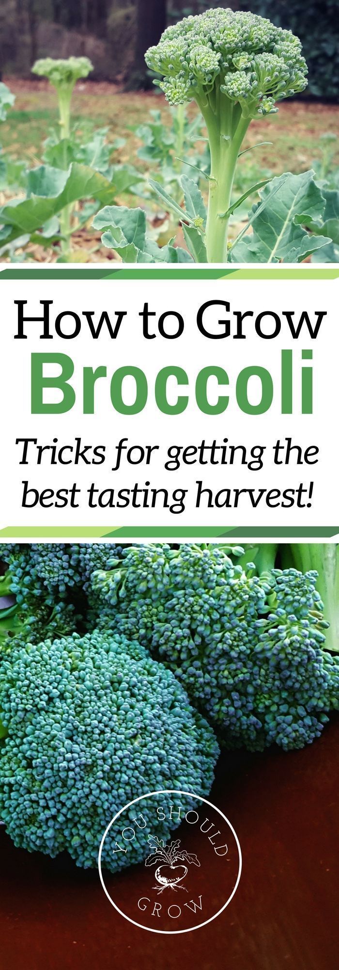If you've had trouble growing broccoli before, read these tips for getting a...