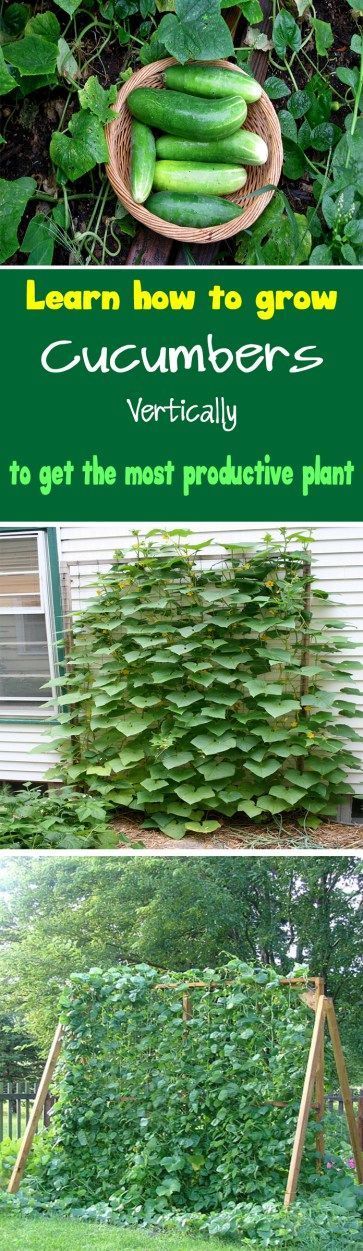 Learn how to grow cucumbers vertically to get the most productive plant. Growing...