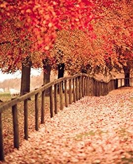Diy-oil-painting-paint-by-number-kit-The-maple-leaves-to-meet-autumn-1620-inch-0