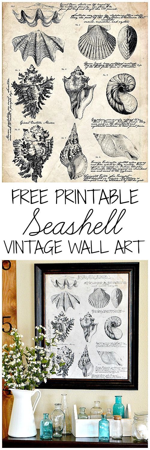 Free Printable Seashell Botanical Print