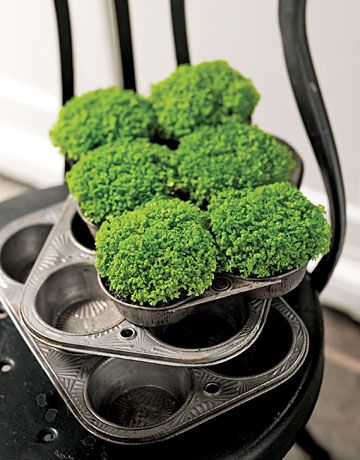 muffin tins as planters