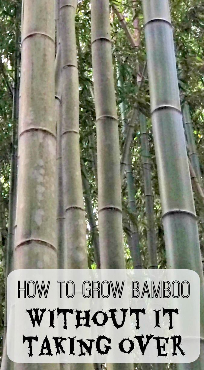 Bamboo gets a bad rap as an invasive plant, but there are ways you can contain i...