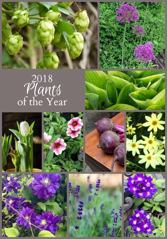 The 2018 plants of the year are out. Chosen for the easy of growth and versatili...