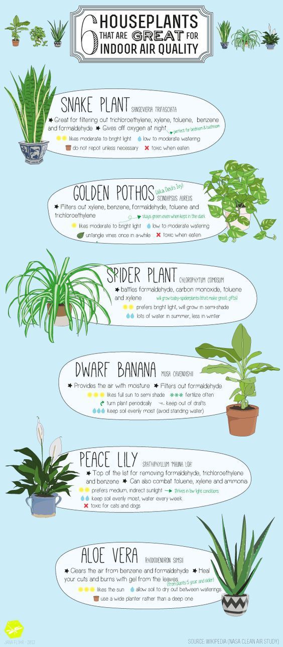 Indoor Plants, Home Office, Houseplants, aloe vera, peace lily, dwarf banana, sp...