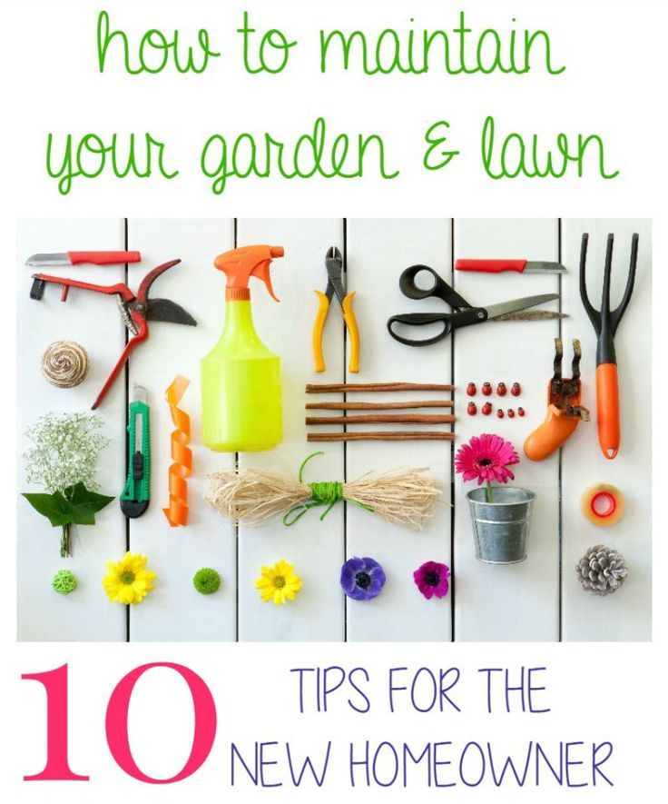 Get the Landscape of your Dreams! 10 Garden and Lawn Tips for the New Homeowner ...