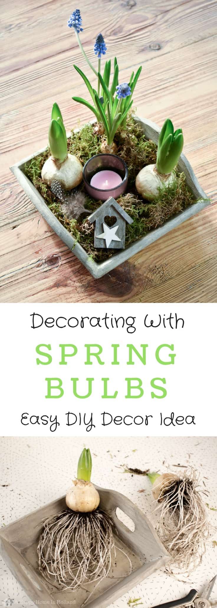 Decorating With Spring Bulbs: Simple Hyacinth & Muscari Display Idea