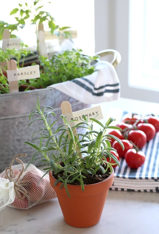 Potted Herbs with DIY Garden Markers - Grow Your Own Tomato Sauce - Gift Basket ...