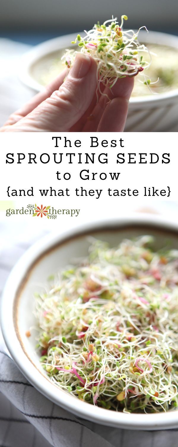 The Best Sprouting Seeds and What They Taste Like #sprouts #gardening #growingfo...