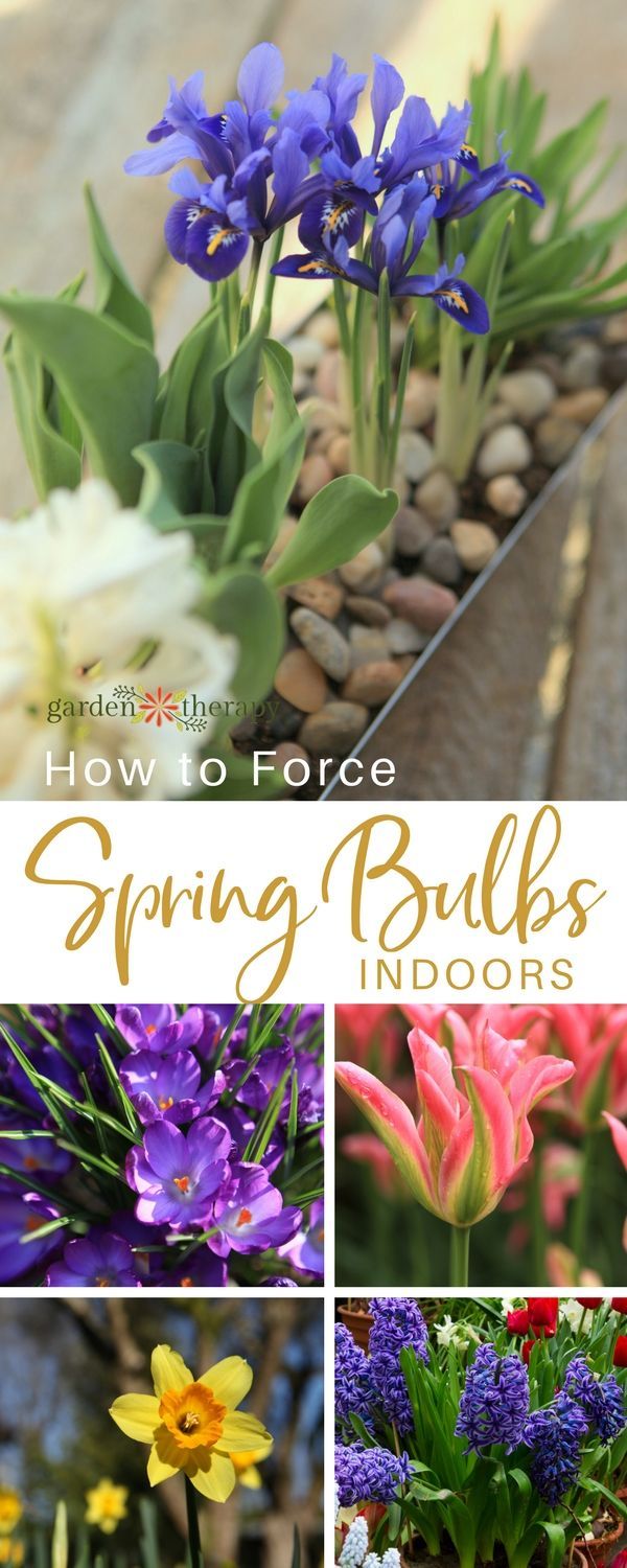 Various colorful spring flowers that can be forced to bloom indoors - With a few...