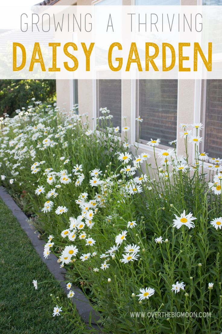 Daisies are beautiful and so easy to grow with a few simple tricks