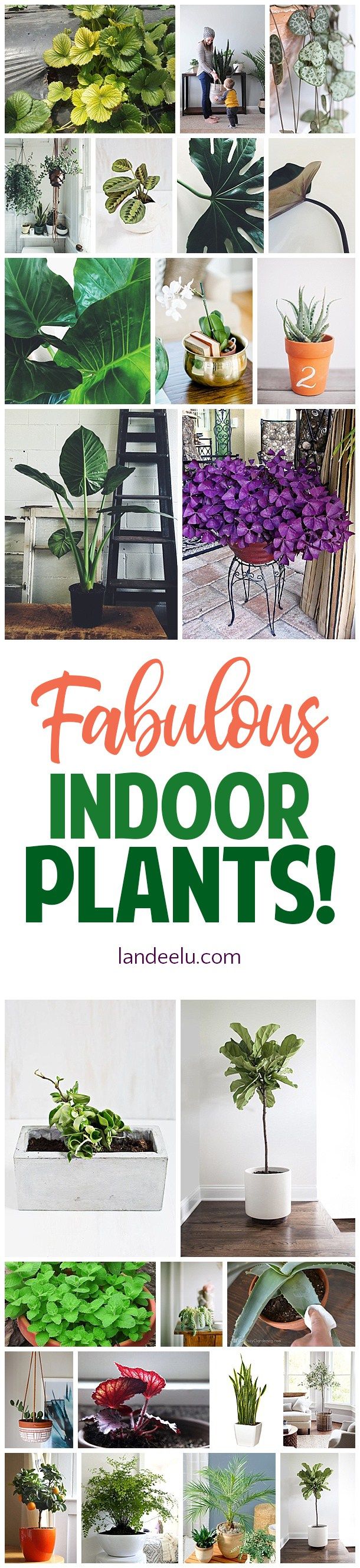 Great suggestions for the best indoor plants for the home! #plantlady #indoorpla...