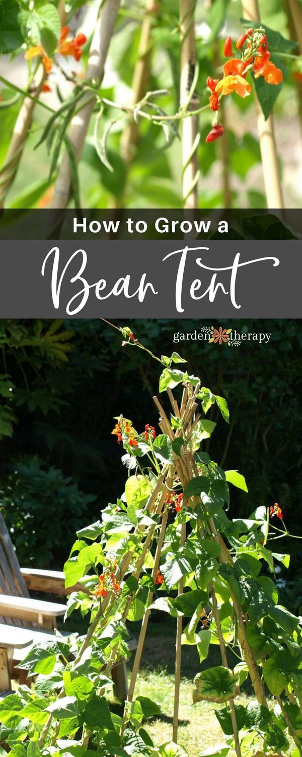 An edible bean tent made of bamboo poles and scarlet runner beans plus the DIY i...