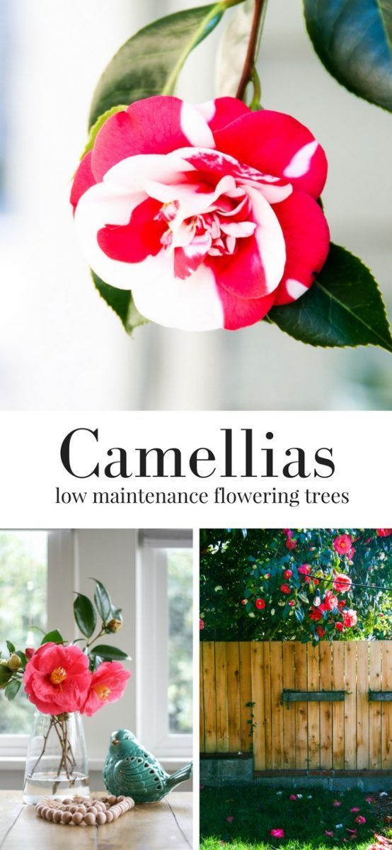 Camellias - Check out these low maintenance flowering trees for Spring! There ar...