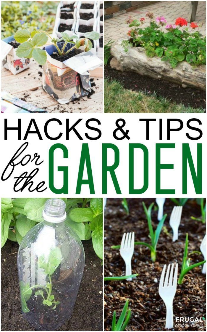 Gardening Hacks and Tips for the Wannabe Gardener. Turn that black thumb into a ...