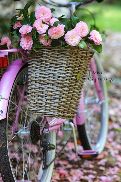 Gorgeous gardening inspiration and ideas featuring camellias! From FRENCH COUNTR...