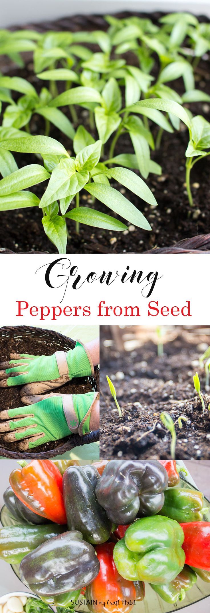 Growing peppers from seed is easy, fun and inexpensive! Get the how to instructi...