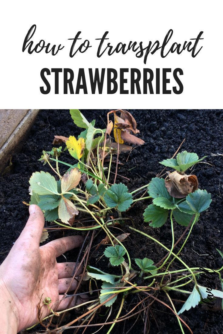 How to transplant strawberries in the garden. #gardening #gardens #gardeningtips