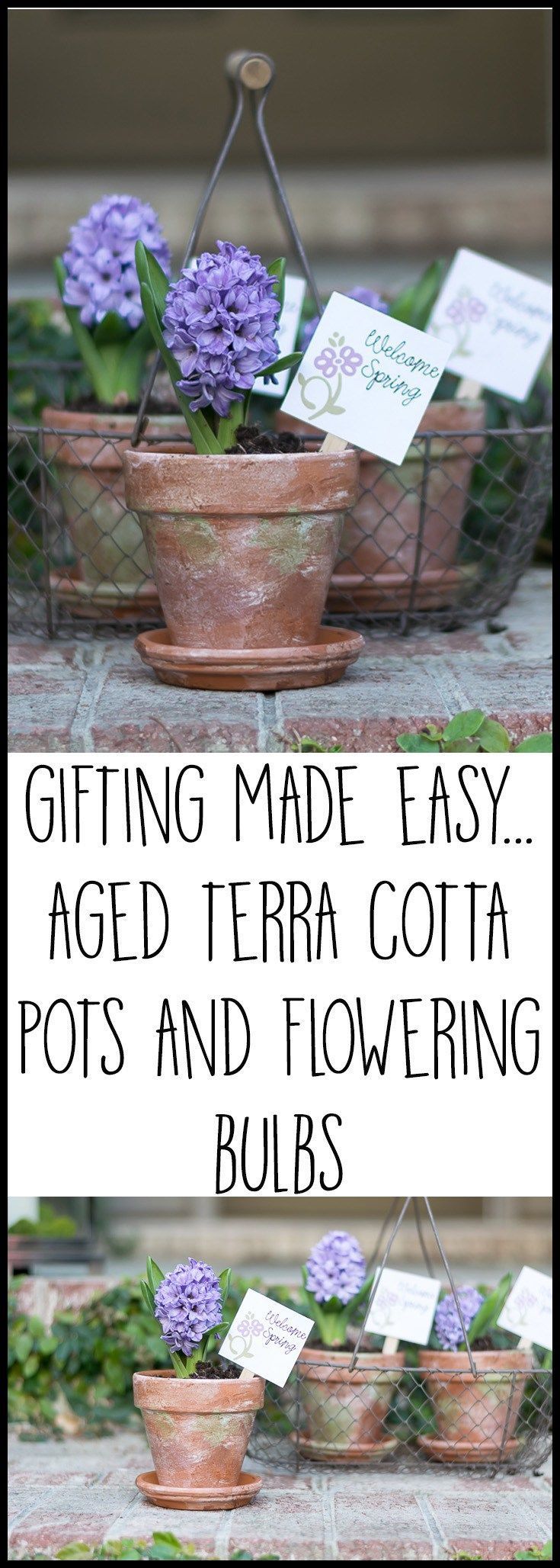 I love the aged and mossy feel that these aged terra cotta pots have. Such an ea...