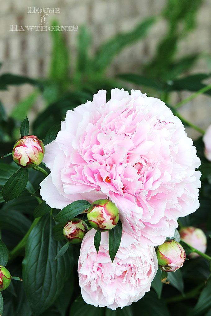 Tips on how to grow peonies. Everything from soil conditions to USDA Plant Hardi...