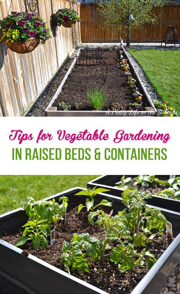 Vegetable Gardening in Raised Beds & Containers