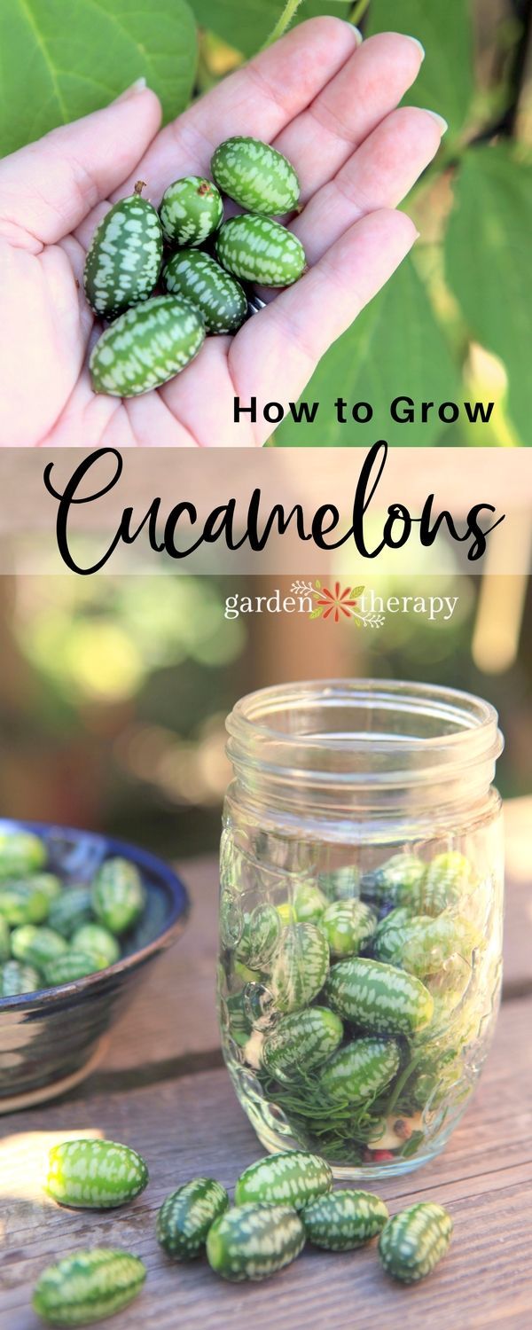 How to Grow Cucamelons AKA Mouse Melons or Mexican Sour Gherkins