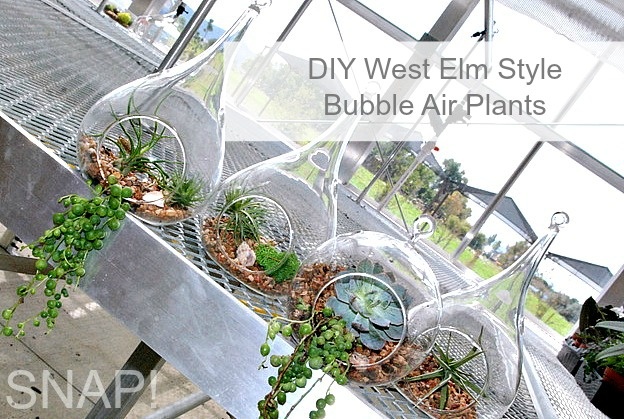 DIY West Elm Style Bubble Air Plants Tutorial
