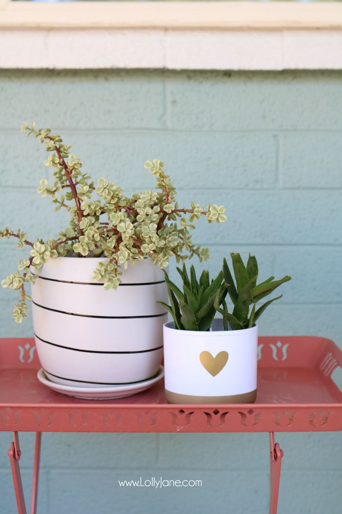 DIY toothbrush holder succulent! Turn a toothbrush holder into a succulent plant...