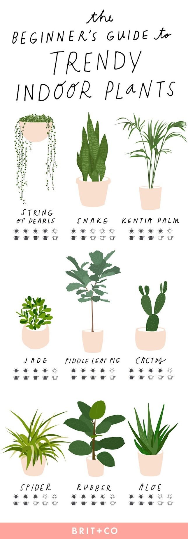 Keep your indoor plants strong + healthy with this simple beginner’s guide to ...