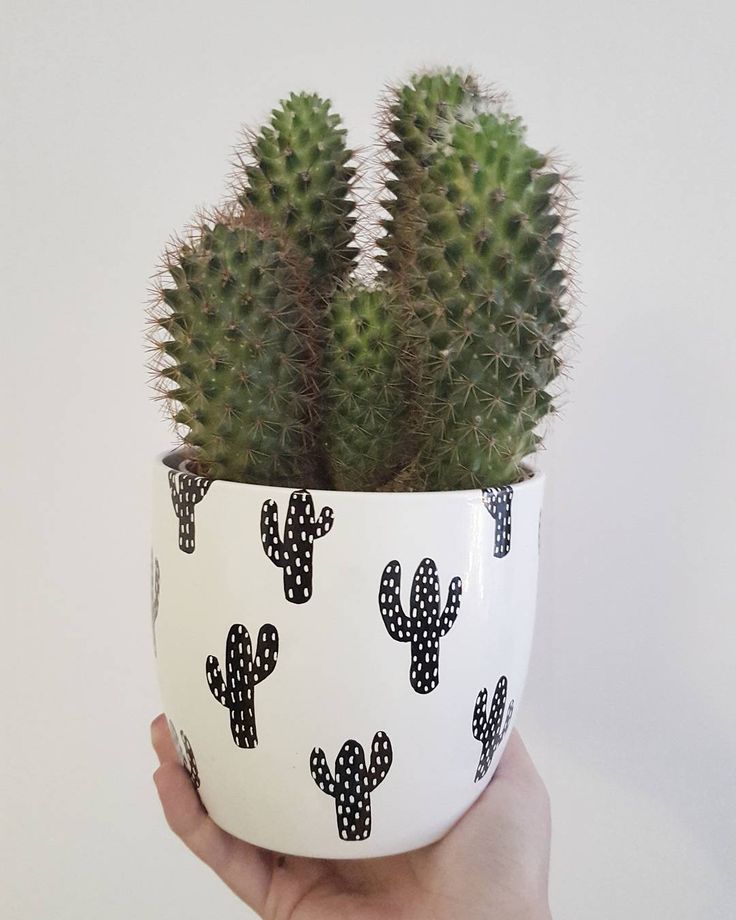 DIY cactus patterned flower pots with permanent markers