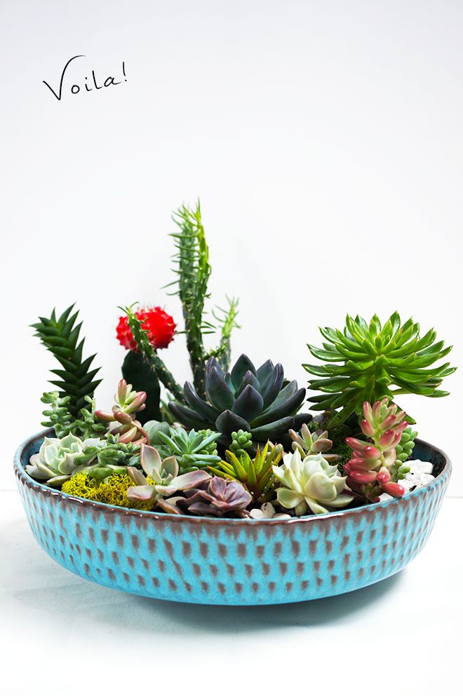 This DIY succulent garden is simple to recreate and will last through the season...