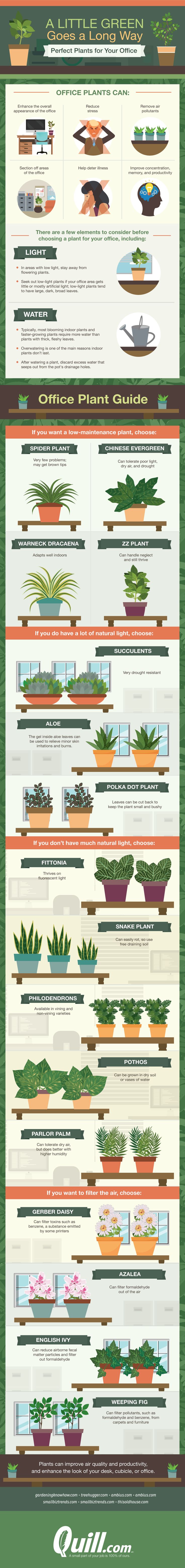 A Little Green Goes a Long Way: Plants Perfect for Your Office