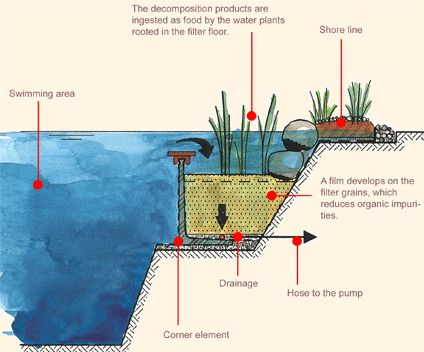 As piscinas biológicas ou ecológicas podem ser descritas como um sistema no qu...