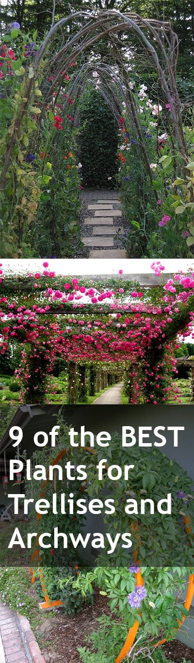 9 of the Best Plants for Trellises, Archways and Arbors. These beautiful plants ...