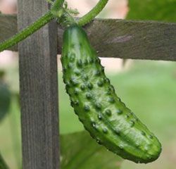 Good tips on growing cucumbers. They will grow up anything. Do better off the gr...