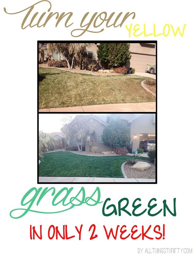 How to get a green Spring lawn fast!