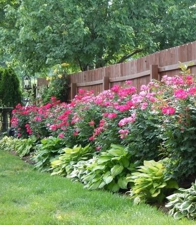 Knockout roses and hostas planted along fence