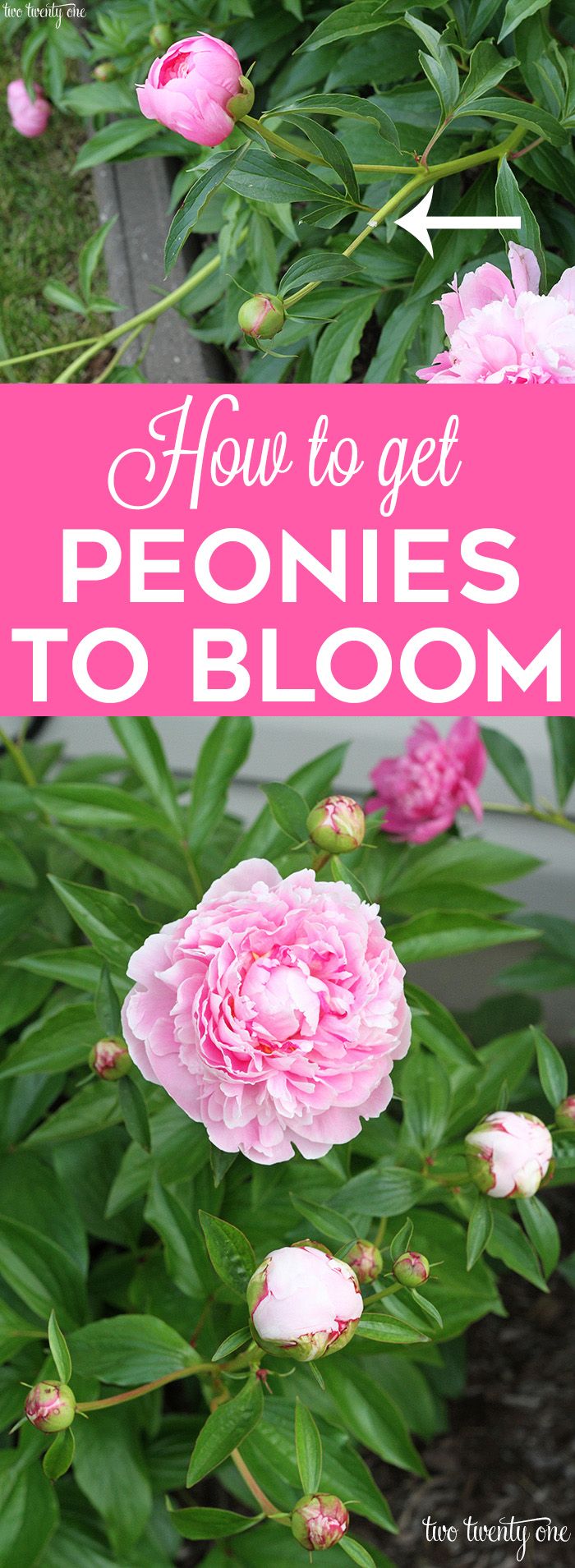 Tips for getting peonies to bloom year after year!