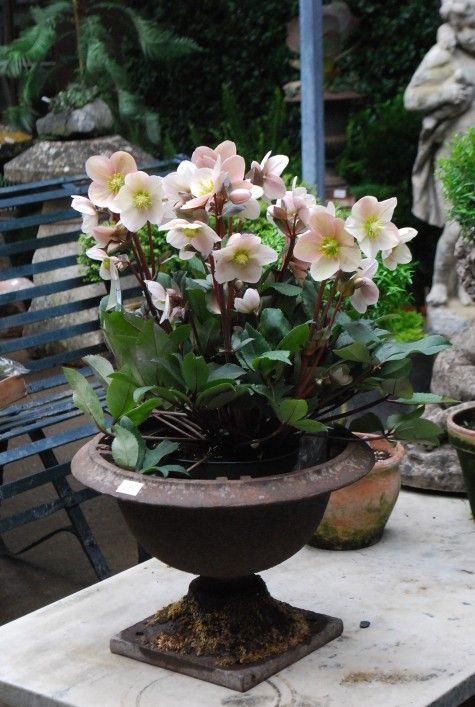 Helleborus orientalis blooms very early in our season with flowers much like a s...