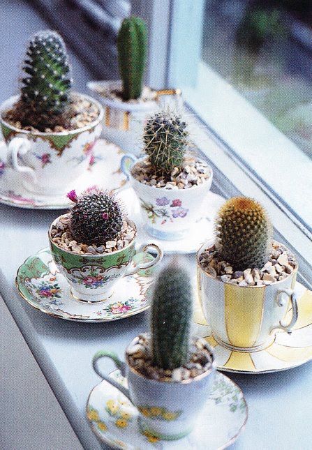 DIY Mini Cacti in Teacups