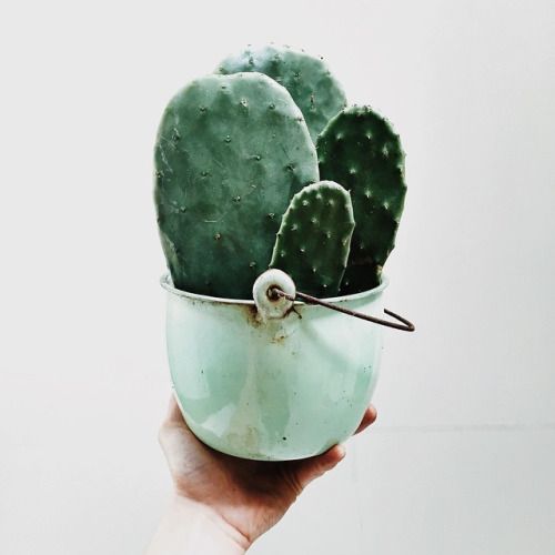 bucket of cacti