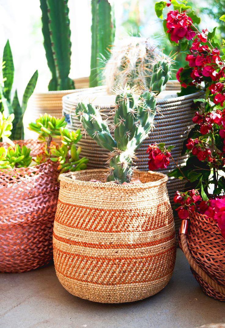 cacti in baskets