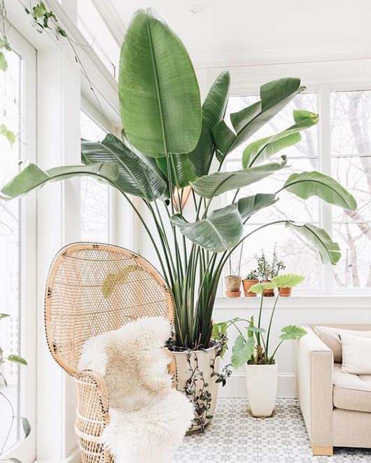 woven chair and potted plants in indoor outdoor room / sfgirlbybay