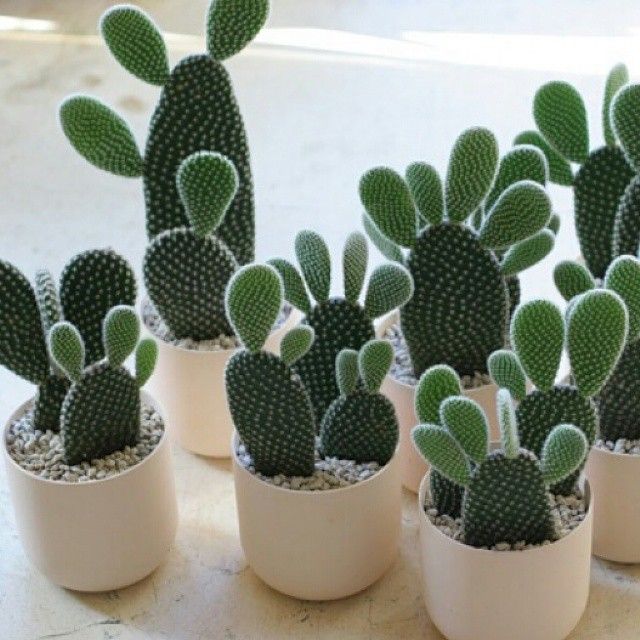 “If Mickey Mouse were a cactus