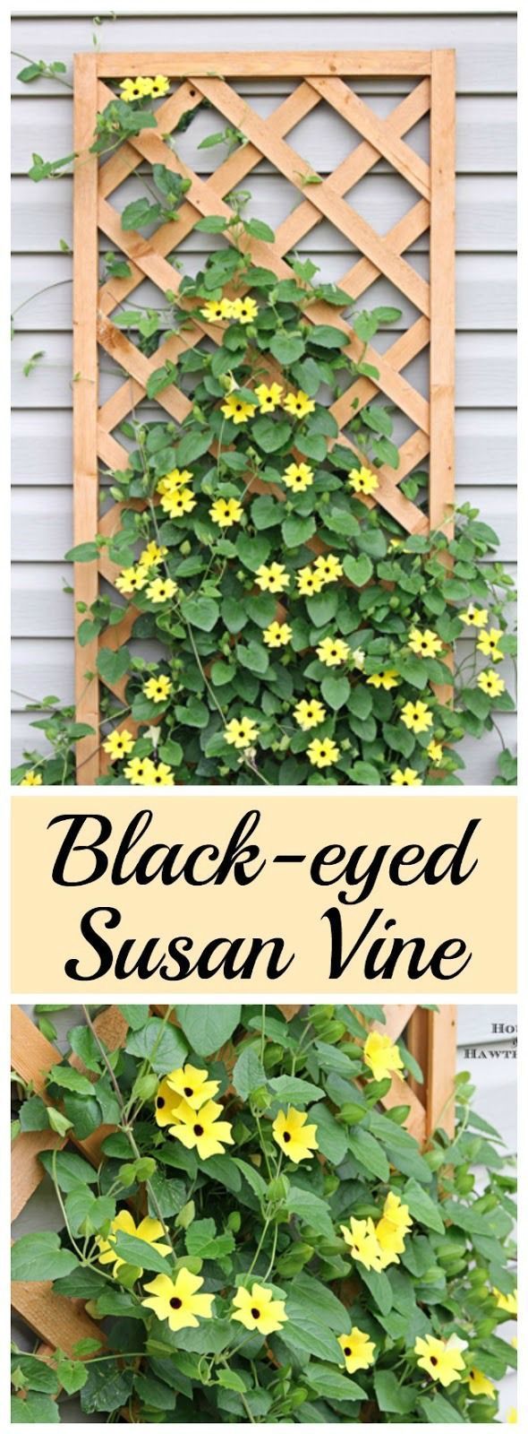 Black-eyed Susan vine - you must plant one of these in your garden this year - i...
