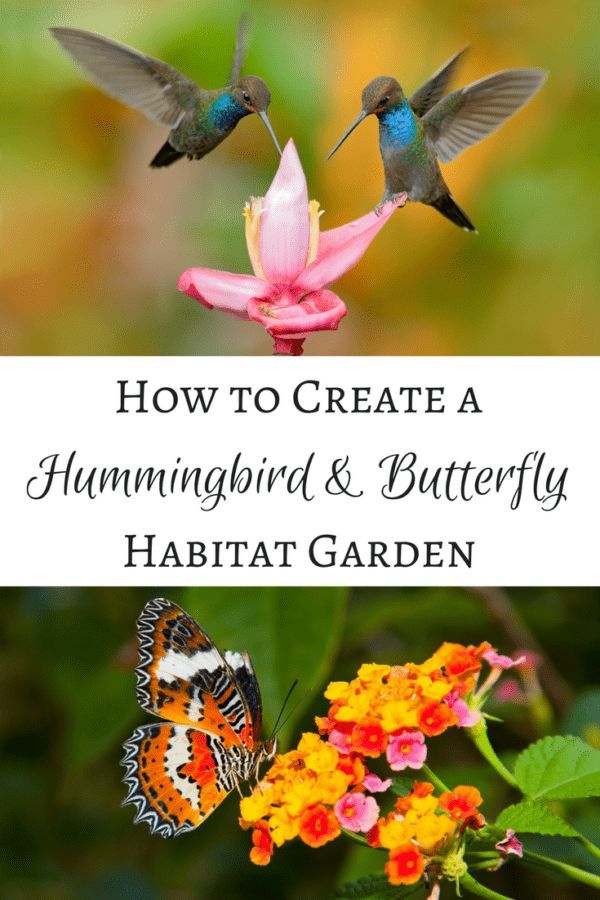 Create a hummingbird and butterfly habitat garden that will have these winged cr...