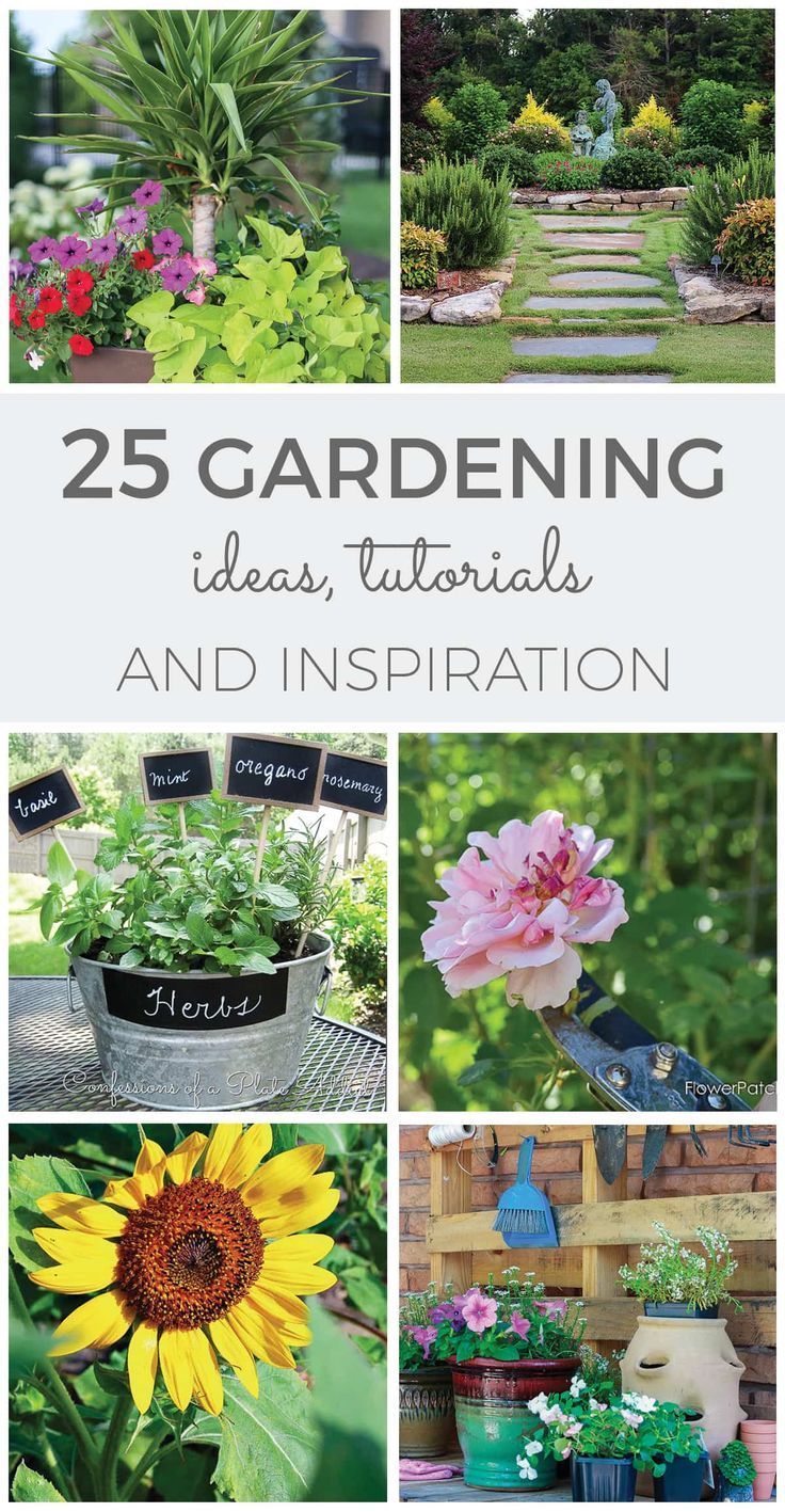 From container to vegetable gardens and plant options to landscaping tips, this ...