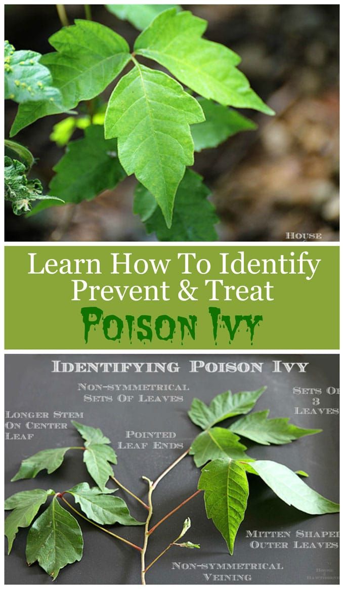 How to identify, avoid, prevent and treat poison ivy. Includes ways to help prev...